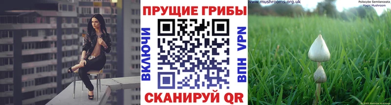 Псилоцибиновые грибы мицелий  цена   Шарыпово 